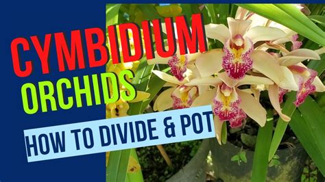 How To Divide And Pot Cymbidium Orchids Orchid Care For Beginners Youtube