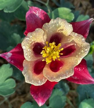 Aquilegia X Earlybird Red Yellow Columbine From Pleasant Run Nursery