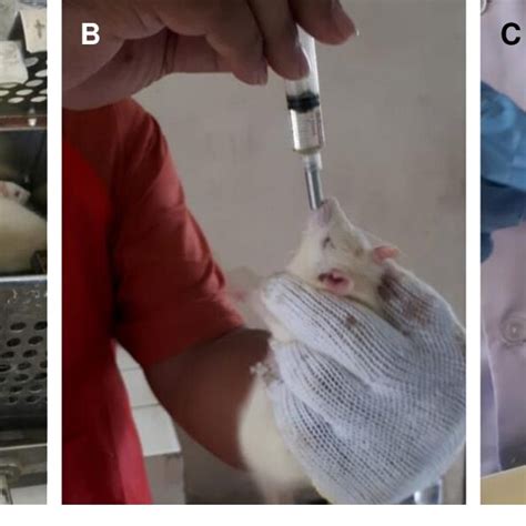 Gambar Hewan Coba Tikus Yang Digunakan Dalam Penelitian A Tikus