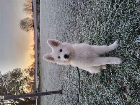 Profil de Berger Blanc Suisse Snow Poids photos et détails