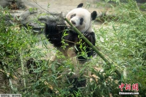 旅日大熊猫“香香”离开上野动物园 今日启程返回中国 封面新闻