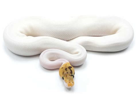 Orange Ball Python: Care Guide, Morphs, and More - Vital Frog