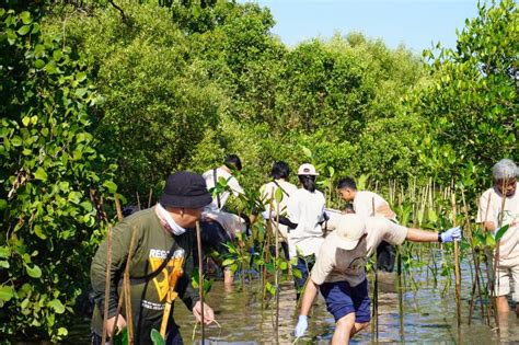 Aksi Peduli Lingkungan Pln Tanam Pohon Mangrove Di Pesisir Makassar