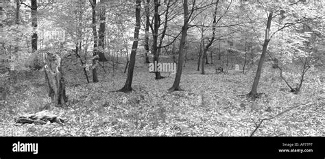 Temperate forest trees, Moldavia, black and white, Romania, Eastern ...