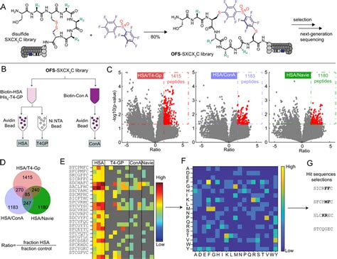 Panning With Chemically Modified Phage Libraries A Modification Of