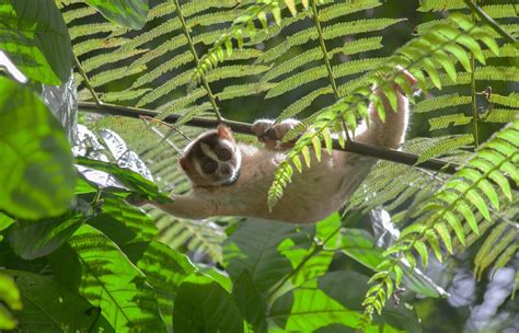 Upacara Adat Dayak Lepas Orangutan Mata Dan Mynah Ke Rumah Baru