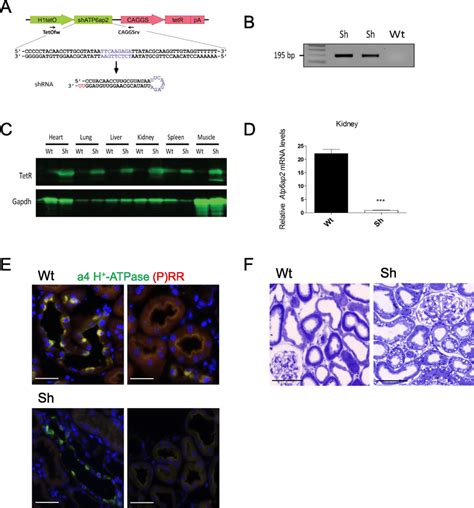 Generation Of The Atp6ap2 ShRNA Rat Model And Efficiency Of