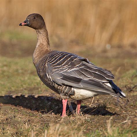 Surveys Hint At Pink Footed Goose Decline Birdguides