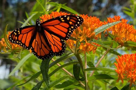 15 Of The Best Types Of Milkweed For Monarch Butterflies Gardener’s Path