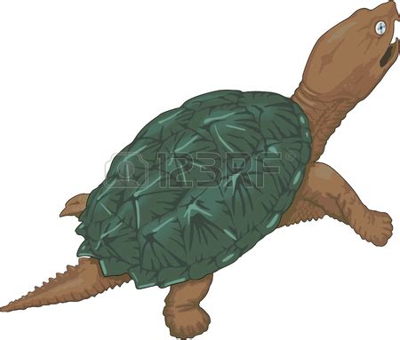 Cartoon Snapping Turtle | Free download on ClipArtMag