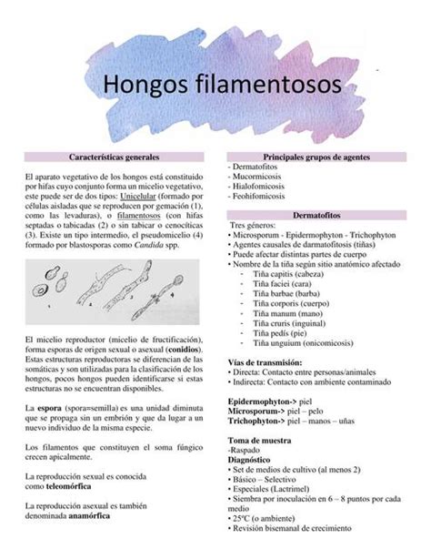 Hongos Filamentosos JAEL CALDERÓN MUÑOZ uDocz