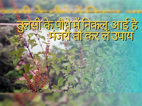 Tulsi Upay Do These Remedies With Manjari Maa Lakshmi Blessed You