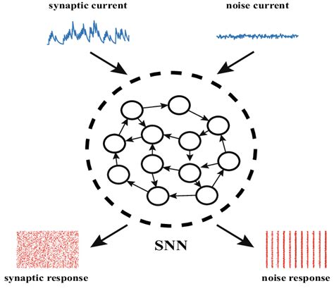 Schematic Diagram The Spiking Neural Network Snn Is Driven By Two Download Scientific