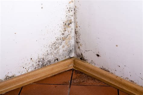 Alert Information About Black Mould Infestations In Queensland