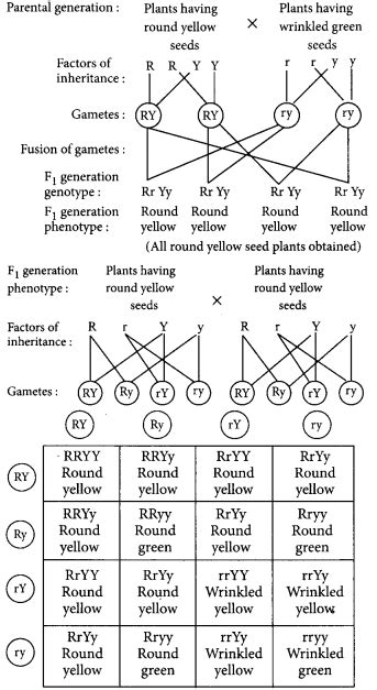 Heredity And Evolution Class Important Questions With Answers