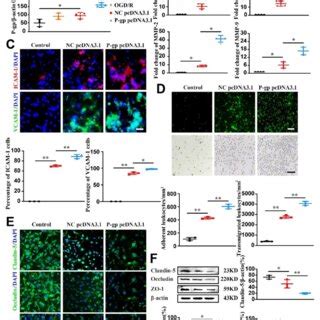 P Glycoprotein Overexpression Exacerbates Endothelial Dysfunction