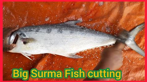 Amazing Surma Fish Cutting By Expert Fish Cutting Bangladesh Fish