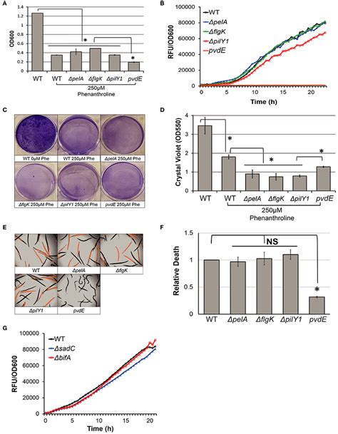 Frontiers High Throughput Genetic Screen Reveals That Early