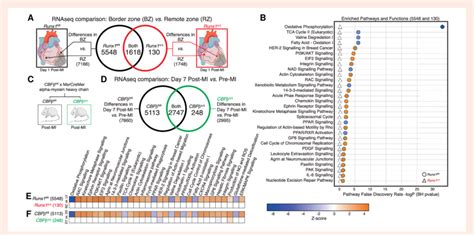 Runx1 Regulates Oxidative Phosphorylation A Comparison And Venn