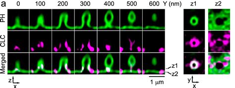 unveiling clathrins  role  paradigm shift  membrane dynamics