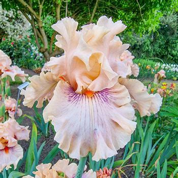 Buy Center Line Bearded Iris Best Deal On Irises Breck S