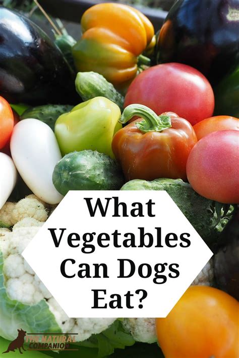 What Vegetables Can Dogs Eat Have You Ever Wondered What Vegetables