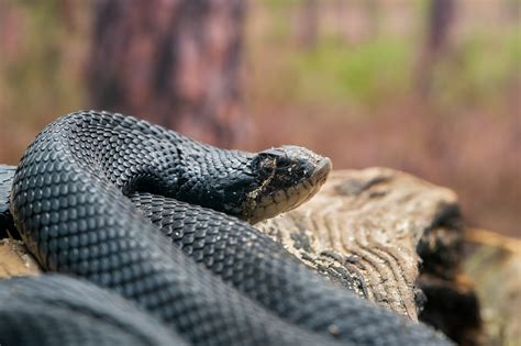 Hognose Snake Symbolism And Meaning Your Spirit Animal