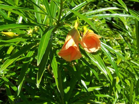 Cascabela Thevetia Peach Oleander Seeds # 10 Seeds - Fruit/Flowering