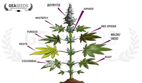 MARIJUANA DISEASES | CANNABIS