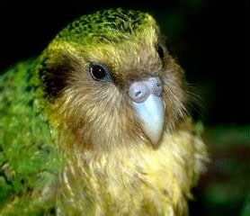 Kakapo (Strigops habroptilus): Habitat, Endangered, Recovery | SchoolWorkHelper