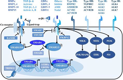 Frontiers The Roles Of Tgf Signaling In Cerebrovascular Diseases