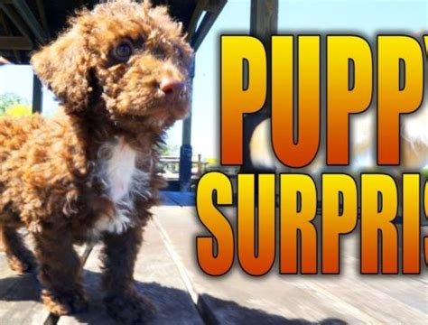 super cooper sunday Archives - Cute Puppies Videos