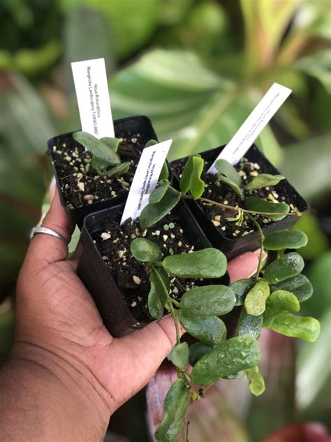 Hoya Rotundiflora