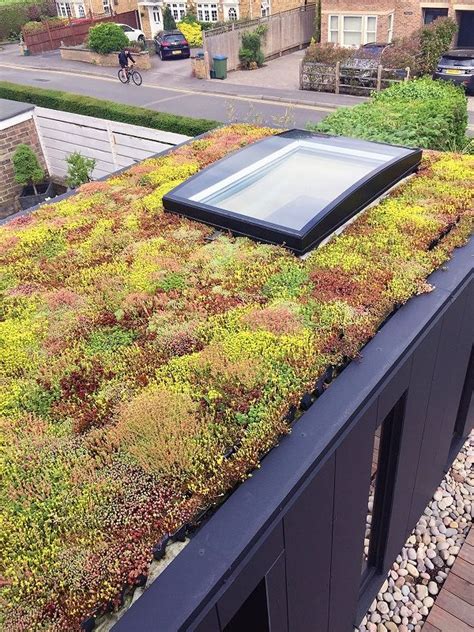 With The Sedum Wildflower GrufeKit Green Roof You Can Watch The