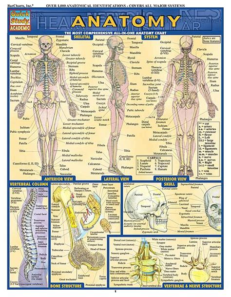 Anatomy 1 Isa Geldres UDocz