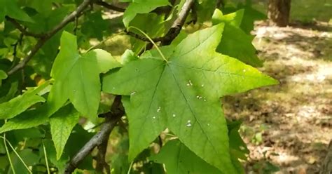 Intro To Trees Of Indiana Sweetgum