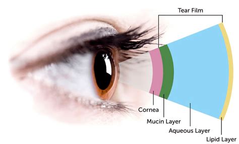 Tear film layers (Image from [5]) | Download Scientific Diagram