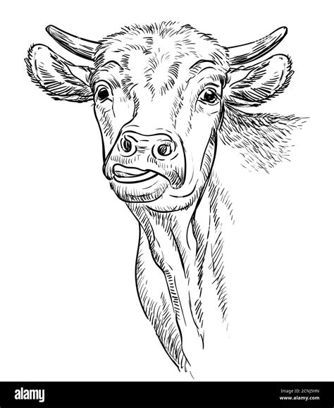 Cow Head Drawing