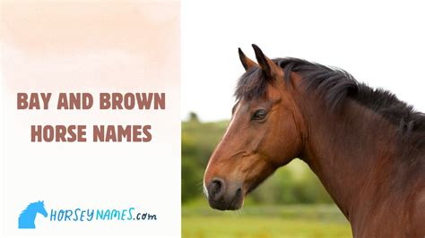 210+ Bay and Brown Horse Names with Meanings and Generator