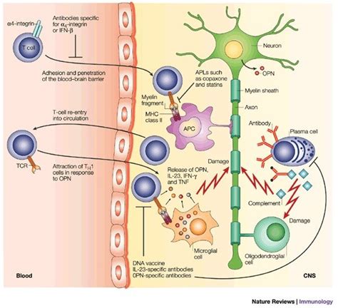 The Inflammatory Phase Of Multiple Sclerosis T Cells B Cells And Download Scientific Diagram