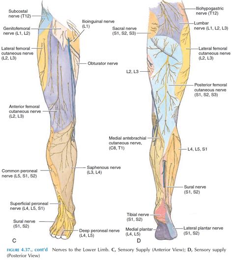 Lower Limb Muscles And Innervation