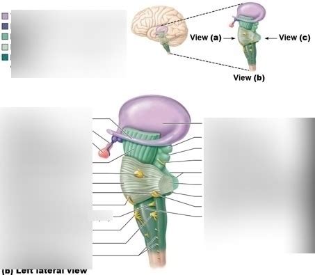 Brain stem Diagram | Quizlet