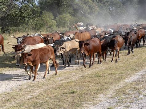 Herd Of Domestic Cattle Goes From Pasture To Northern Namibia Stock