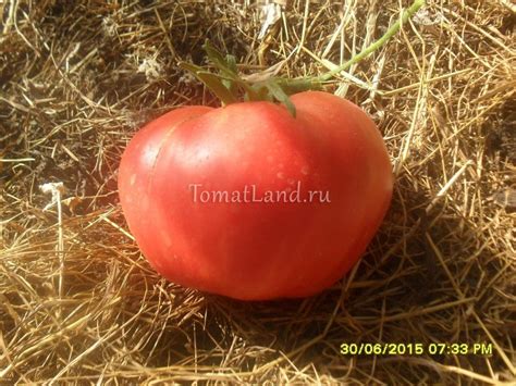 Томат Фиделио: ОТЗЫВЫ (20), фото, урожайность | tomatland.ru