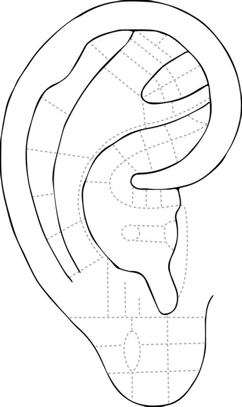 diagram  auriculo  quizlet