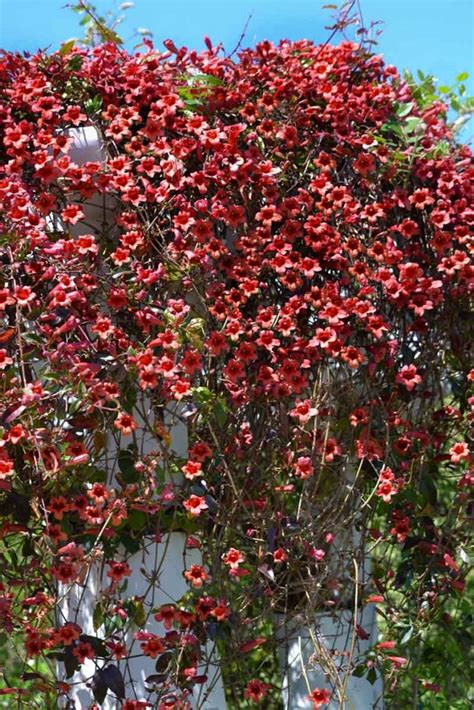 How To Grow And Care For Crossvine Flowers Bignonia Capreolata