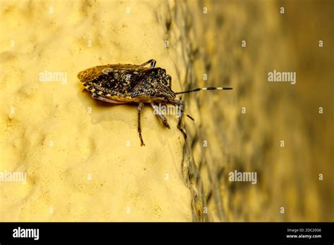 A Gray Garden Bug Stock Photo Alamy