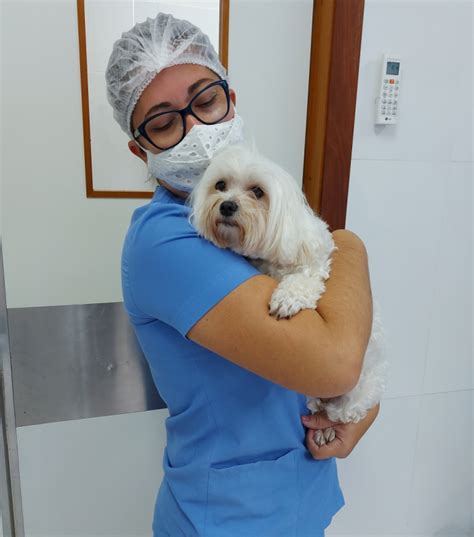 Cirurgia de Catarata no Olho do Cachorro Centro Veterinário da Visão