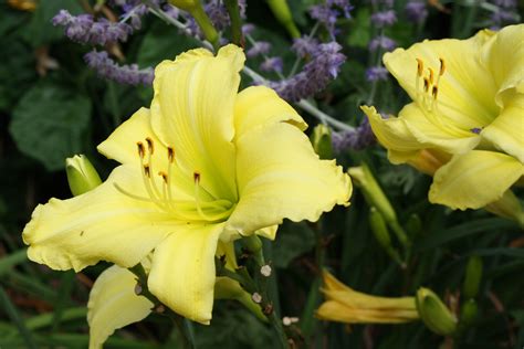 Daylilies Uri Botanical Gardens Blog