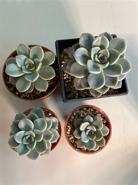 Echeveria Pink Blush Opalina Furniture And Home Living Gardening